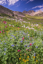 Splitleaf Indian Paintbrush (Castilleja rhexifolia) flowers in alpine zone, Rocky Mountains, Colorado