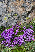 Moss Campion (Silene acaulis) flowers, Mount Evans, Colorado