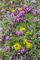 Dwarf Clover (Trifolium nanum) and Whitlow Grass (Draba sp) flowers, Mount Evans, Colorado