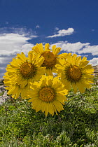 Graylocks Four-nerve Daisy (Tetraneuris grandiflora) flowers, Rocky Mountain National Park, Colorado