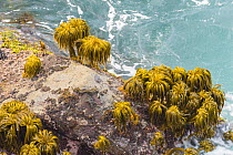 Sea Palm (Postelsia palmaeformis) group at low tide, Salt Point State Park, California