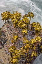 Sea Palm (Postelsia palmaeformis) at low tide, Salt Point State Park, California