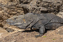 Cape Spiny-tailed Iguana (Ctenosaura hemilopha), Baja California, Mexico