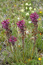 Sudeten Lousewort (Pedicularis sudetica) flowers, Rocky Mountains, Wyoming
