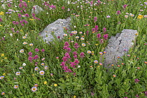 Splitleaf Indian Paintbrush (Castilleja rhexifolia) flowers, Yellowstone National Park, Wyoming