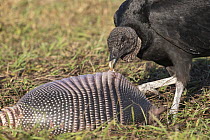 American Black Vulture (Coragyps atratus) feeding on Nine-banded Armadillo (Dasypus novemcinctus) carcass, Florida