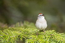 Chipping Sparrow (Spizella passerina) calling, Montana