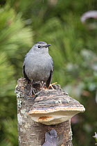 Gray Catbird (Dumetella carolinensis), Montana