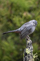 Gray Catbird (Dumetella carolinensis) displaying, Montana