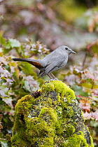 Gray Catbird (Dumetella carolinensis), Montana