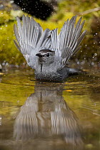 Gray Catbird (Dumetella carolinensis) bathing in pond, Montana