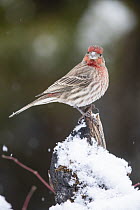 House Finch (Carpodacus mexicanus) male in winter, Montana