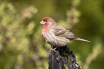 House Finch (Carpodacus mexicanus) male, Montana