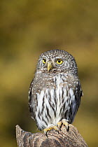 Mountain Pygmy-Owl (Glaucidium gnoma) in winter, Montana