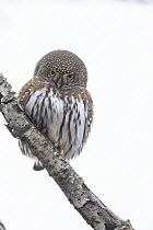 Mountain Pygmy-Owl (Glaucidium gnoma) in winter, Montana