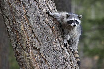 Raccoon (Procyon lotor) juvenile in tree, Montana