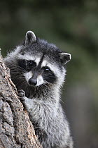 Raccoon (Procyon lotor) juvenile in tree, Montana