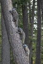 Raccoon (Procyon lotor) juveniles in tree, Montana