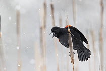 Red-winged Blackbird (Agelaius phoeniceus) male calling during snowfall, Montana