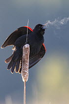 Red-winged Blackbird (Agelaius phoeniceus) male calling, Montana