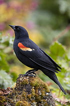 Red-winged Blackbird (Agelaius phoeniceus) male, Montana