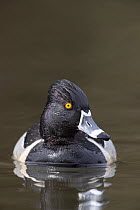 Ring-necked Duck (Aythya collaris) drake, Montana
