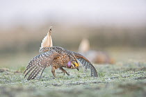Sharp-tailed Grouse (Tympanuchus phasianellus) male in courtship display at lek, Montana