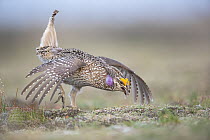 Sharp-tailed Grouse (Tympanuchus phasianellus) male in courtship display at lek, Montana