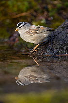 White-crowned Sparrow (Zonotrichia leucophrys) at pond, Montana