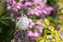 White-crowned Sparrow (Zonotrichia leucophrys), Montana