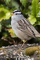 White-crowned Sparrow (Zonotrichia leucophrys), Montana