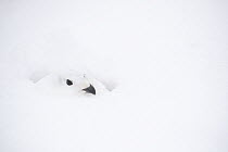 White-tailed Ptarmigan (Lagopus leucura) camouflaged in winter, Alberta, Canada