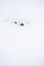 White-tailed Ptarmigan (Lagopus leucura) camouflaged in winter, Alberta, Canada