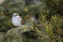 White-throated Sparrow (Zonotrichia albicollis), Montana