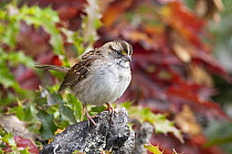 White-throated Sparrow (Zonotrichia albicollis), Montana
