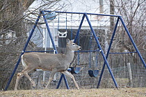 White-tailed Deer (Odocoileus virginianus) doe in winter in playground, Montana