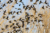 Yellow-headed Blackbird (Xanthocephalus xanthocephalus) flock flying, Montana