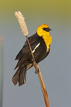 Yellow-headed Blackbird (Xanthocephalus xanthocephalus) male, Montana