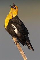 Yellow-headed Blackbird (Xanthocephalus xanthocephalus) male calling, Montana