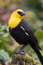 Yellow-headed Blackbird (Xanthocephalus xanthocephalus) male, Montana