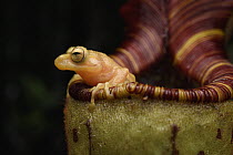 Bush Frog (Philautus nepenthophilus) in Pitcher Plant (Nepenthes mollis), Pulong Tau National Park, Sarawak, Borneo, Malaysia