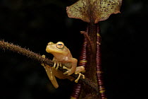 Bush Frog (Philautus nepenthophilus) on Pitcher Plant (Nepenthes mollis), Pulong Tau National Park, Sarawak, Borneo, Malaysia