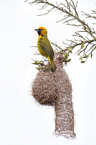 Spectacled Weaver (Ploceus ocularis) male at nest, Addo National Park, South Africa