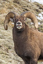 Bighorn Sheep (Ovis canadensis) ram flehming, Shoshone Canyon, Wyoming