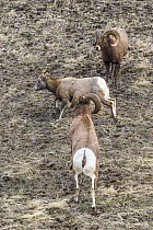 Bighorn Sheep (Ovis canadensis) rams and female, Shoshone Canyon, Wyoming