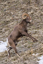 Bighorn Sheep (Ovis canadensis) ram standing about to fight, Shoshone Canyon, Wyoming