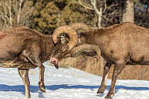Bighorn Sheep (Ovis canadensis) rams fighting during rut, Shoshone Canyon, Wyoming