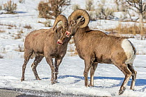 Bighorn Sheep (Ovis canadensis) rams fighting during rut, Shoshone Canyon, Wyoming