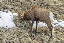 Bighorn Sheep (Ovis canadensis) ram scent-marking, Shoshone Canyon, Wyoming
