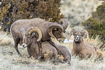 Bighorn Sheep (Ovis canadensis) ram showing dominance display, Shoshone Canyon, Wyoming